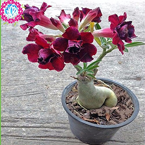 Mixed Colours – 100% Real Desert Rose Seeds Pot Air Purification, Ornamental Garden Rare Flower Family, Bonsai Pot : Seeds Only