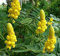 Candeliere Cassia Alata d'oro albero arbusto perenni Semi Attrae le farfalle