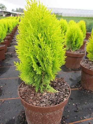 Thuja occidentalis Sunkist - gelber Lebensbaum Sunkist 30-40