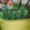 Katzengras Samen Bio, Katzengras Kaufe Avena Sativa Und Lolium Perenne Balkonpflanzen Winterhart Exotische Pflanzen Winterhart Cat Grass - 200 Stück (Grün)