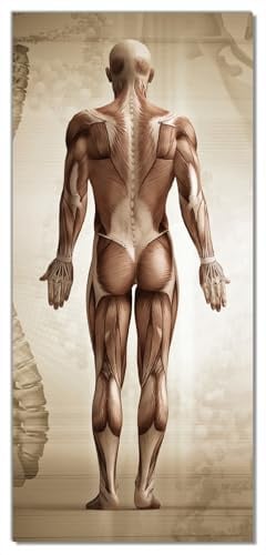 Wallario Selbstklebende Türtapete Anatomie Mensch I - Türposter 93 x 205 cm Abwischbar, rückstandsfrei zu entfernen