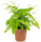 Adiantum raddianum Fragrans Frauenhaarfarn Lebende Zimmerpflanze in 12 cm Topf