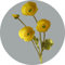 ZWTPGKRD Künstliche Mohnblumen aus Seide (4 Stiele) für Heimdekoration, Gartendekoration, Hochzeit, Büro, Real For Touch Mohnblumen Fake Flo