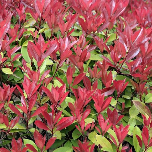 ligustro lucido - semi piante resistenti all'esterno giardino erbe aromatiche piante esotiche arbusto semi di bonsai in vaso da balcone ligustro lucido arbusti per il giardino di 350pcs