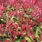 ligustro lucido - semi piante resistenti all'esterno giardino erbe aromatiche piante esotiche arbusto semi di bonsai in vaso da balcone ligustro lucido arbusti per il giardino di 350pcs