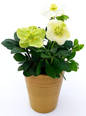 POWERS TO FLOWERS - HELLEBORUS Elleboro, Rosa di Natale, IN VASO CERAMICA ORO, Pianta vera