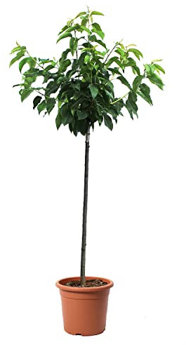 KENTIS - Kirschpflanze - Echte Pflanzen für den Außenbereich - Obstbaum für den Kirschgarten - Kulturtopf Ø 28 cm (Kirschbaum, Kulturtopf Ø 28 cm)