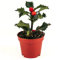 Stechpalme Deko Pflanzen Samen Winterhart Indoor KräUtergarten Ilex Aquifolium BäUme Kaufen Stauden Balkonpflanzen Winterhart MehrjäHrig Pflanzensamen Gartenpflanzen GrüNpflanzen Hydrokultur - 150