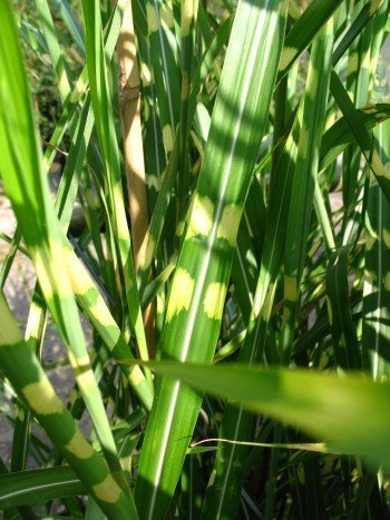 Chinagras Zebragras Miscanthus sinensis Zebrinus im 5 Liter Pflanzcontainer | Winterhart, pflegeleicht & schnellwachsend – dekorativer Blickfang für Garten & Beet