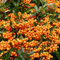 1 X PYRACANTHA 'Orange Glow' Evergreen Shrub Hardy Garden Plant in Pot (9cm Pot, 20-30cm)