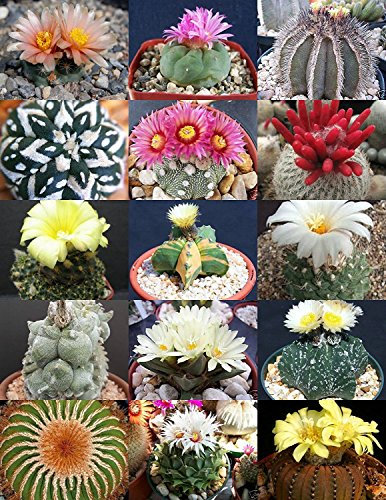 RARE CACTUS MIX pianta rara cactus esotico fiore del deserto semi succulenta 20 semi