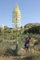 Frostfeste Yucca ''Our Lord's Candle'' 10 Samen -Hesperoyucca whipplei- (syn. Yucca whipplei)