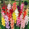 Flores Jardín,Fácil Cuidar,Gladiolos Bulbos,Flor Ornamental,Bulbo Gladiolo Color Mezclado,Planta Rara,Exótico-5 Bulbos