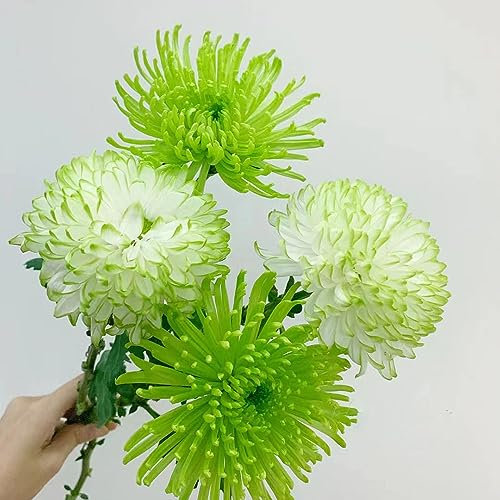 350 Pcs Chrysanthemen Winterhart Samen, Luftreinigende Zimmerpflanzen,Balkon Blumen (Chrysanthemum) Wildblumen Balkonblumen,Wildblumensamen Wildblumensamen Mehrjährig,Deko Wohnzimmer
