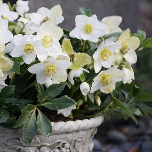 Schneerose Advent Star 1L - Bekannt als die Weihnachtsrose
