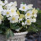 Schneerose Advent Star 1L - Bekannt als die Weihnachtsrose