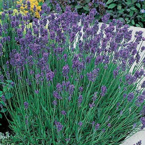 English Lavender Hardy Flower Evergreen Garden Plant 'Dwarf Blue' 9cm Pot by Thompson and Morgan