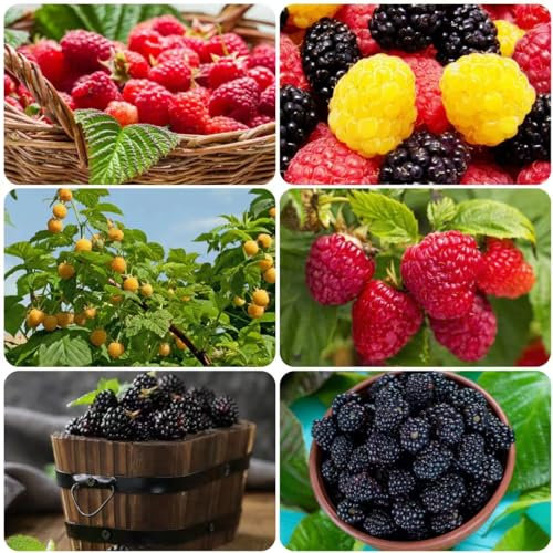 300 pcs himbeeren pflanzen winterhart samen - geschenke für gartenliebhaber,Rubus Idaeus,himbeersamen Himbeere pflanztopf gartenarbeit säulenobst obst frisch bonsai bäumchen kaufen