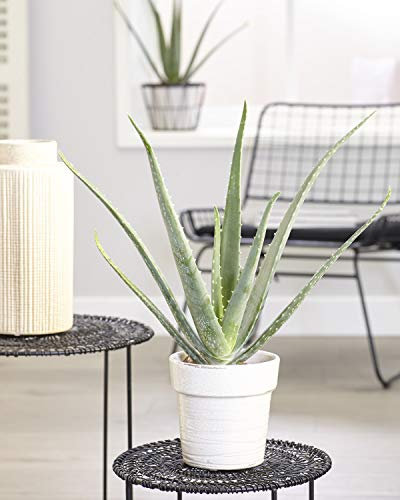 Aloe Vera Soothing Indoor Succulent House Plant in 12cm Pot