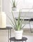 Aloe Vera Soothing Indoor Succulent House Plant in 12cm Pot