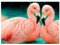 Ideen mit Herz 5D Diamond Painting | Diamant Painting Set | Motiv: 35 x 25 cm | Leinwand: 30 x 40 cm | runde Steinchen | inkl. Zubehör | Verschiedene Bilder zur Auswahl (Flamingos)