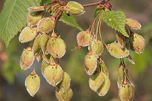 Flatterulme Ulmus laevis Pflanze 55-60cm Flatterrüster Flatter-Ulme Ulme Rarität