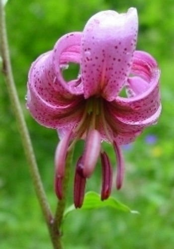 Lilium Martagon 10 semi