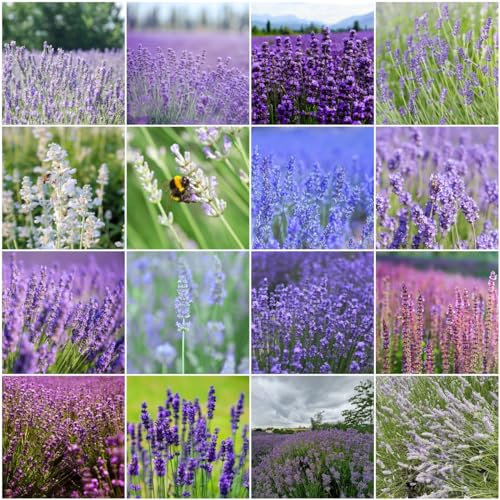 100 pcs lavendel samen bio - seeds pflanztopf bienenfreundliche blumensamen lavendelsamen - Lavandula angustifolia kräutergarten indoor blumensamen gastgeschenk herbal wildblumensamen