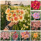 2 pcs dahlien knollen kaufen - dahlien zwiebeln - herbstblumen winterhart balkon bonsai Dahlia Dahlie zwiebel deko wohnzimmer echte pflanzen kübelpflanzen balkon beet frühlingsblumen