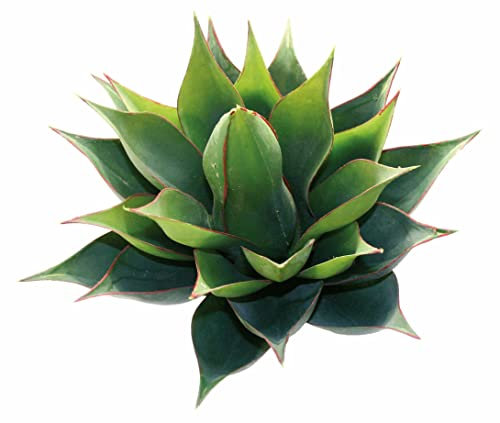 Dragon 63028 Bromelie Terrariumpflanze grün ca. 27cm
