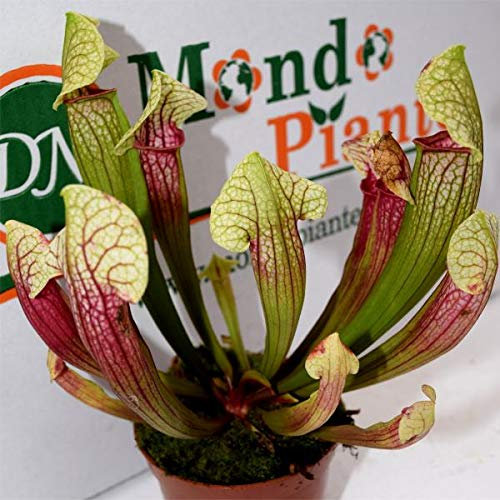 Pianta Carnivora Sarracenia Vaso 8.5