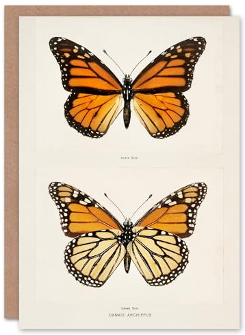 Artery8 Sherman Denton Art Card Monarch Butterfly Vintage Illustration