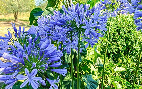 Schmucklilie 10 Samen (Agapanthus)