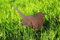 Beetstecker Vogel Spatz 24 cm