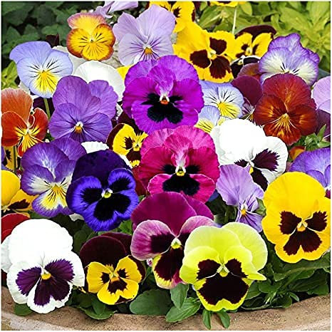 Aamish Semi di fiori viola del pensiero misti 10 pezzi