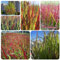 50 pcs japanisches blutgras winterhart samen, ziergräser winterhart (Imperata cylindrica) steinpflanzen winterhart, blumenstauden winterhart bonsai samen balkon garten, saatgut geschenk