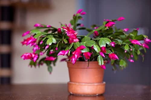 Christmas Cactus Plants, Pink 'Exotic Dancer', 1 x Full Plant in 13cm Pot, Indoor Plants, Pink Christmas Cactus, Premium Quality Houseplants