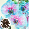 50 Stück Orchidee, Blumen Samen für Garten und Balkon,Ideale Garten Pflanzen, Balkon Pflanzen & Kübelpflanzen, 50Pcs Orchid