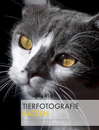 Tierfotografie: Katzen in den eigenen vier Wänden fotografieren.