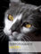 Tierfotografie: Katzen in den eigenen vier Wänden fotografieren.