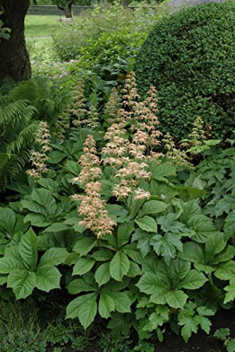 Rodgersia aesculifolia ca. 11x11 cm Topf - Kastanienblättrige Schaublatt, weiße Blüten, Blütezeit Juni-August, ideal für schattige Standorte, pflegeleicht