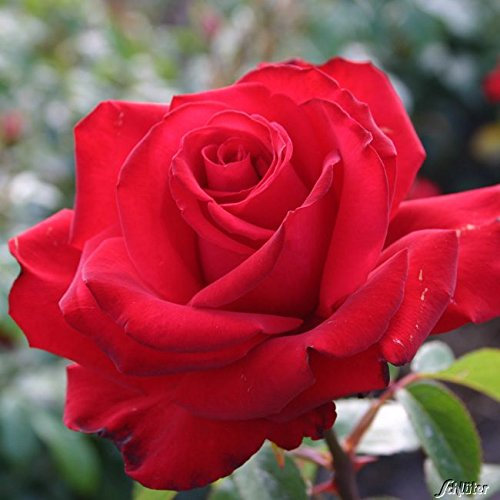 Rose 'Jugendliebe®' - Beetrose rote Blüten - Rote Rose Pflanze Winterhart Halbschattig gesundes Laub - von Garten Schlüter - Pflanzen in Top Qualität