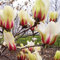 Portal Cool 10Pcs Bonsai Samen Seltene Gelb Pink Yulan Magnolia Tulpe-Baum-Blume Hausgarten