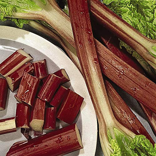 Rhubarb 'Glaskin's Perpetual' Rheum x hybridum Hardy Perennial Vegetables Spring Flowering Garden Plants Grow Your Own 1 x Seed Packet (60 Seeds) Rhubarb 'Glaskin's Perpetual' by Thompson and Morgan