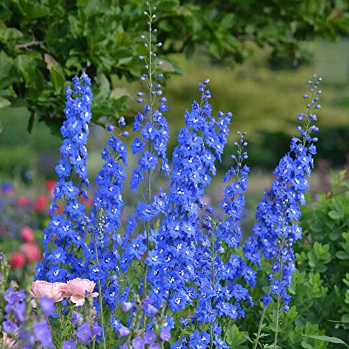 Ponak Neue Rittersporn Blumensamen 100 Stück Blau
