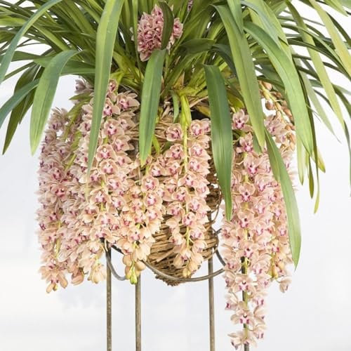 Phalaenopsis Orchideen,Natürlich,Winterhartes,Cymbidium Zwiebeln Winterhart Mehrjährig,Kolibri Orchids,Cymbidium Pflanzen Rhizome,Orchideen Pflanzen-8 Zwiebeln-A