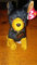 Ty Luca Garfield Beanie Hund 15 cm