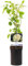 Kletterrose - Rosa White Climber - Blüte Weiß - Wenig Pflege - 2 Pflanzen - 30-40cm - Ø10cm - Gartenpflanze