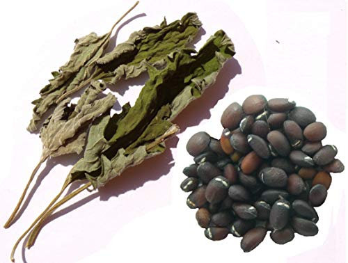 Nepeta Cataria + Echantillon Plant sécher – Nepeta Cataria – Catnip – (hierba de gatos) – cantidad Adamascado
