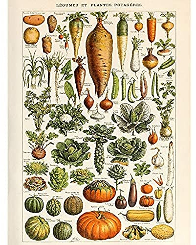 Artery8 Millot Nature Enzyklopädie Seite Gemüse Gemüse Ungerahmter Druck 30x40 cm